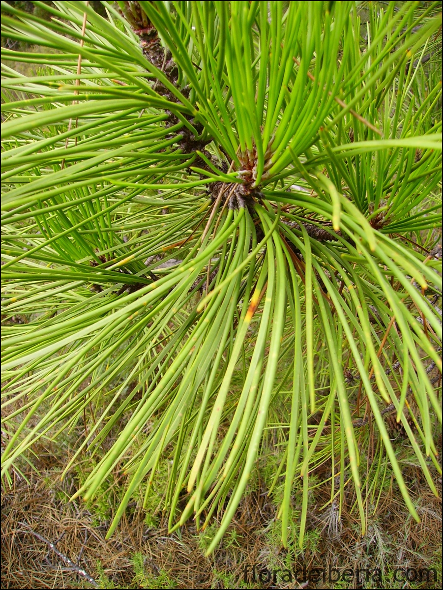 "Pinus Pinaster" (Pino Resinero, Pino Marítimo)